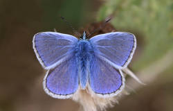 Butterflies Decline by 84%, Netherlands