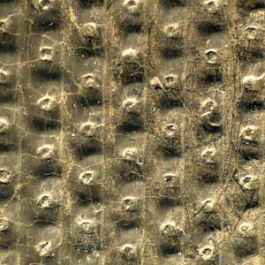 The arrival of trees