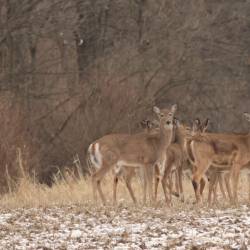 Fatal Hemorrhagic disease found in White-tail deer