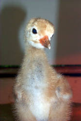 First whooping crane hatching at Smithsonian Conservation Biology Institute