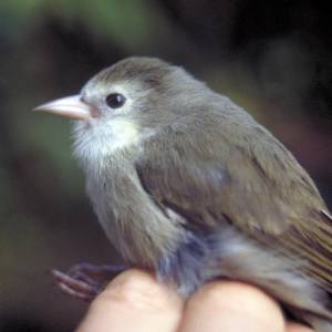 Hawaii's most endangered bird