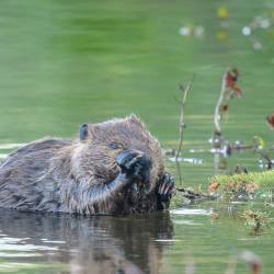 Demand for beavers growing rapidly