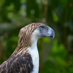 Philippine eagle at edge of extinction