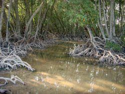 Western Indian Ocean mangrove loss