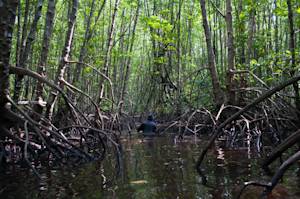 Indonesian Mangroves