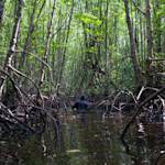 Indonesian Mangroves