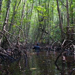 Indonesian Mangroves