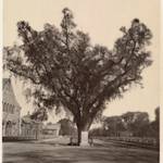 American Elm, Ulmus americana - Ernest Wilson