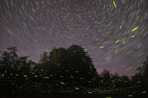 Fireflies Scarce