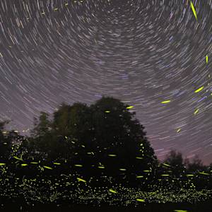 Fireflies Scarce
