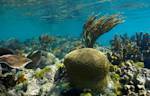 Coral reefs are dying
