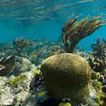 Coral reefs are dying