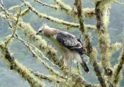 Habitat loss in Andes forces endangered black-and-chestnut eagle to change its behavior