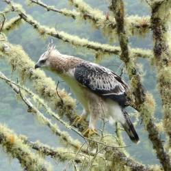 Habitat loss in Andes forces endangered black-and-chestnut eagle to change its behavior