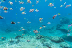 The Coral Reefs of Cozumel