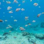 The Coral Reefs of Cozumel