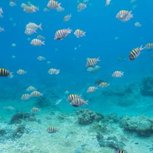 The Coral Reefs of Cozumel