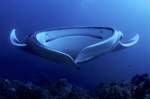 Reef manta rays, Species Recovery in Raja Ampat