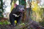 Tasmanian devil