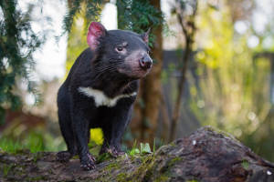 Tasmanian devil