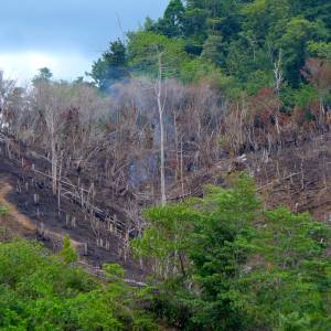 Rainforests cut down for apartments