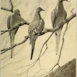 Passenger Pigeons