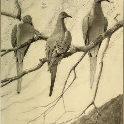 Largest nesting of passenger pigeons, estimated at 136 million