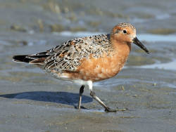 Red knot numbers reach lowest on record