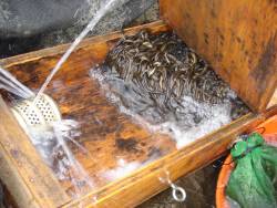 European eel conservation