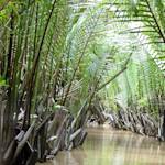 Indochina Mangroves