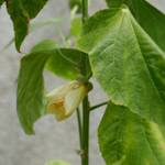 Extinct In the Wild - Yellow Fatu, Abutilon pitcairnense