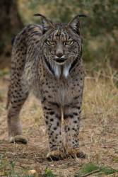 Back From the Brink: Iberian Lynx