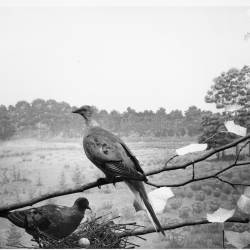 The last significant passenger pigeon nesting