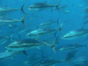 Pacific bluefin tuna