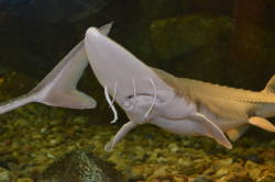 Pallid sturgeon released into the Missouri in efforts to save the species