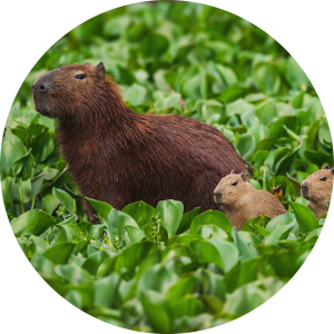 Capybaras gone