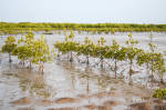 World's largest mangrove restoration area in Senegal