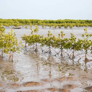World's largest mangrove restoration area in Senegal