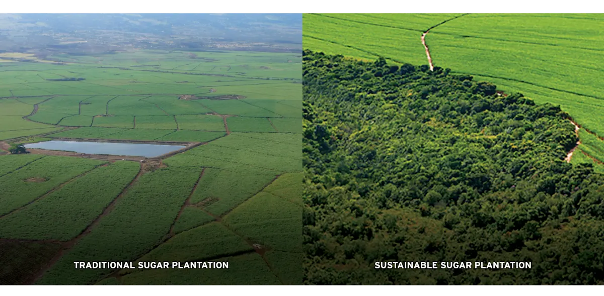 Sugar. Traditional Plantation vs Sustainable Plantation.