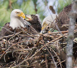 Bald Eagle