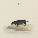 Japanese river otter