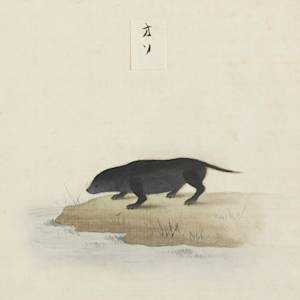 Japanese river otter