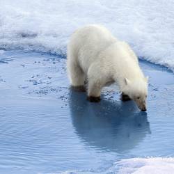 Agreement on the Conservation of Polar Bears