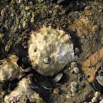 Olympia Oyster Restoration