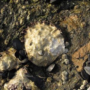 Olympia Oyster Restoration