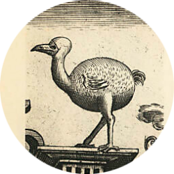 Dodo, "for shape and rareness may antagonize the Phoenix of Arabia"