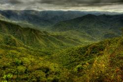 NGO creates hope for Atlantic Forest with construction of wildlife corridors