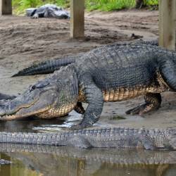 Three alligator related deaths in one week