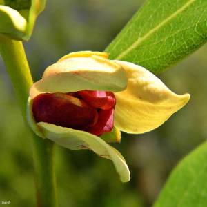 Four-petal pawpaw