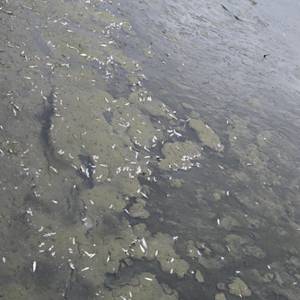 The Loss of America's Freshwater